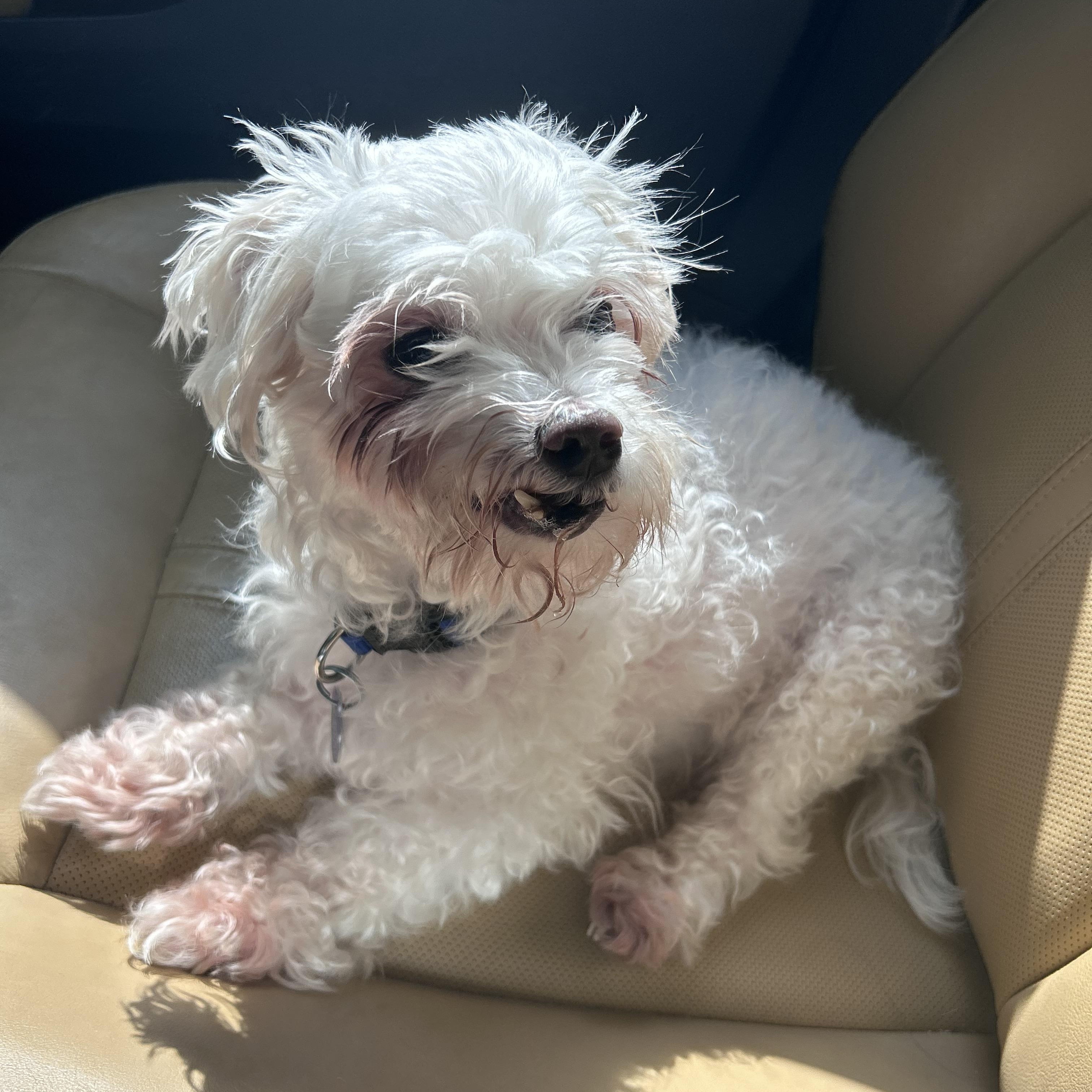 Enlarge Casper, an adopted Maltese in Rockville, MD image 3/5