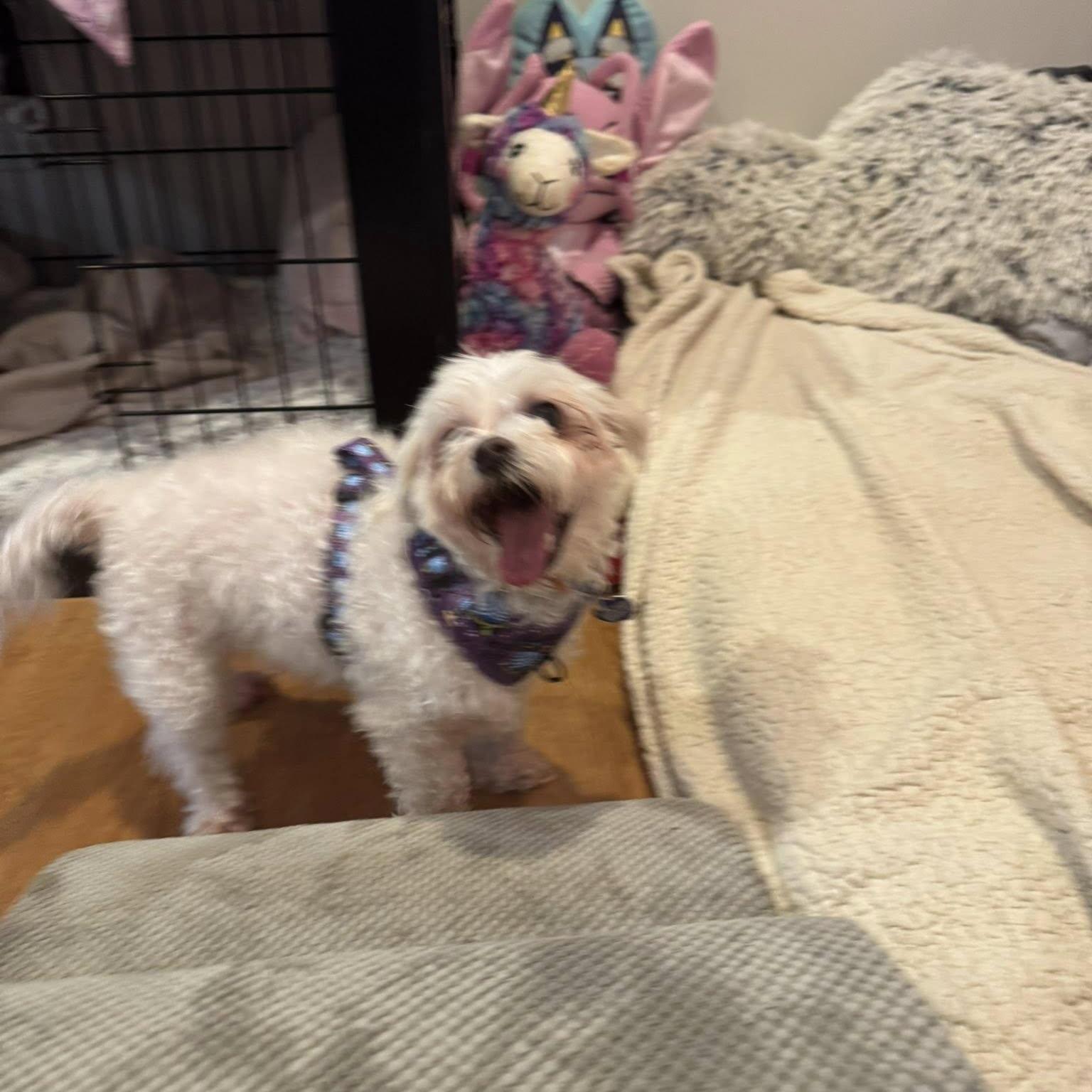 Enlarge Casper, an adopted Maltese in Rockville, MD image 4/5