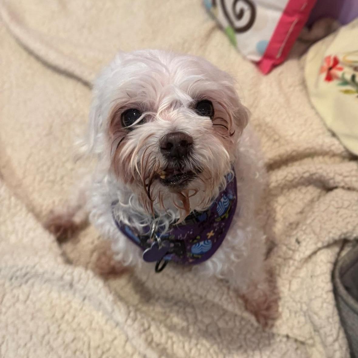 Enlarge Casper, an adopted Maltese in Rockville, MD image 5/5