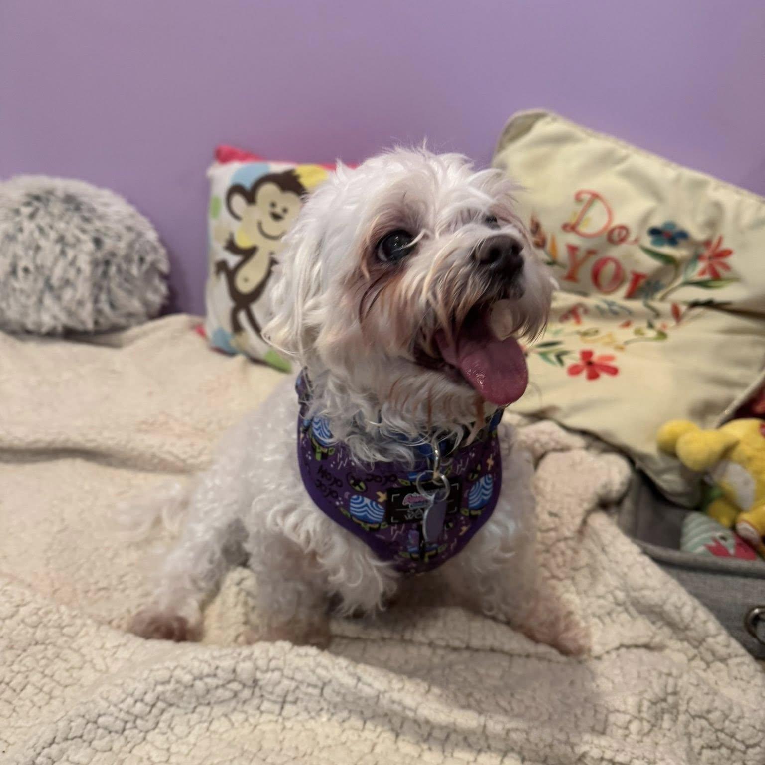 Enlarge Casper, an adopted Maltese in Rockville, MD image 1/5