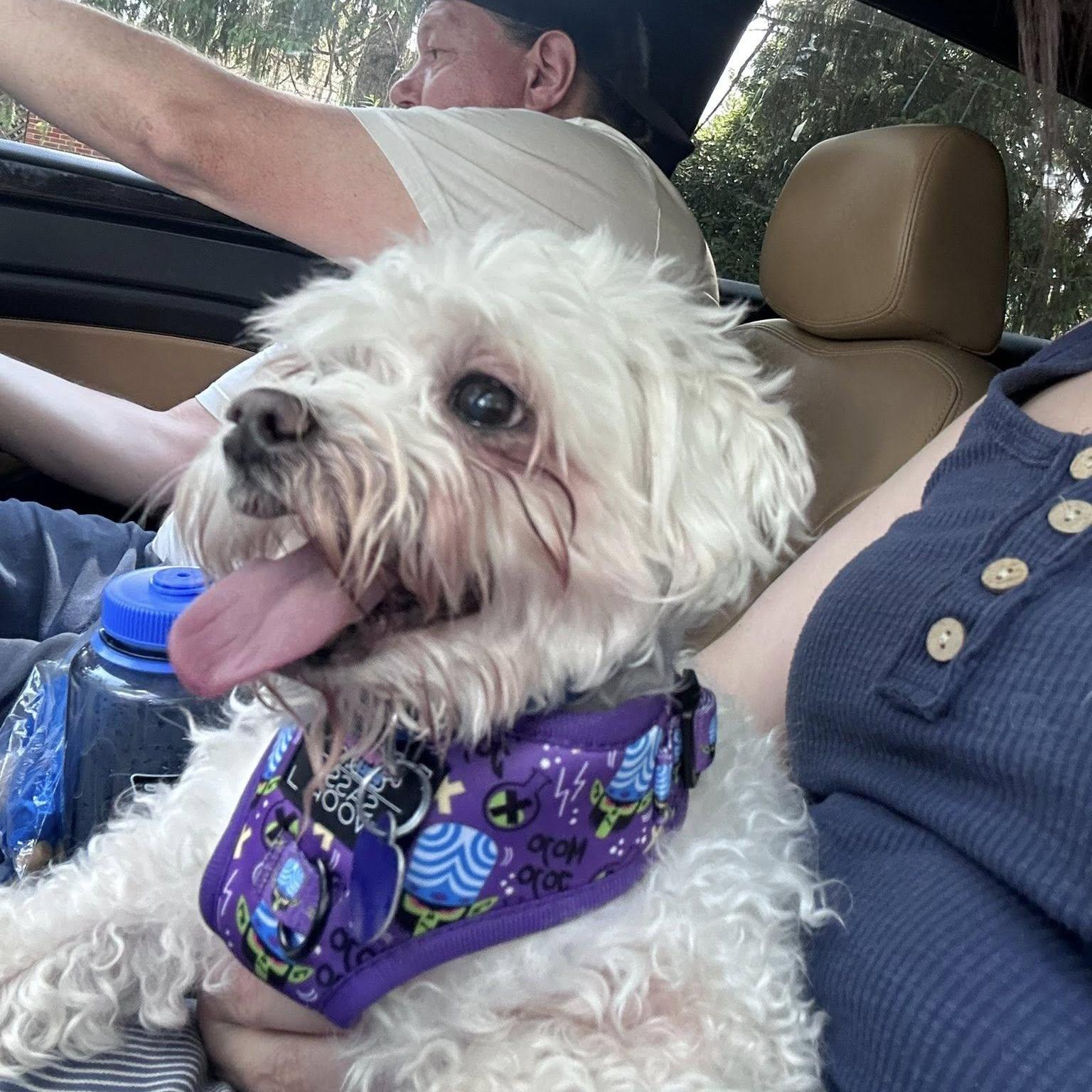 Enlarge Casper, an adopted Maltese in Rockville, MD image 2/5