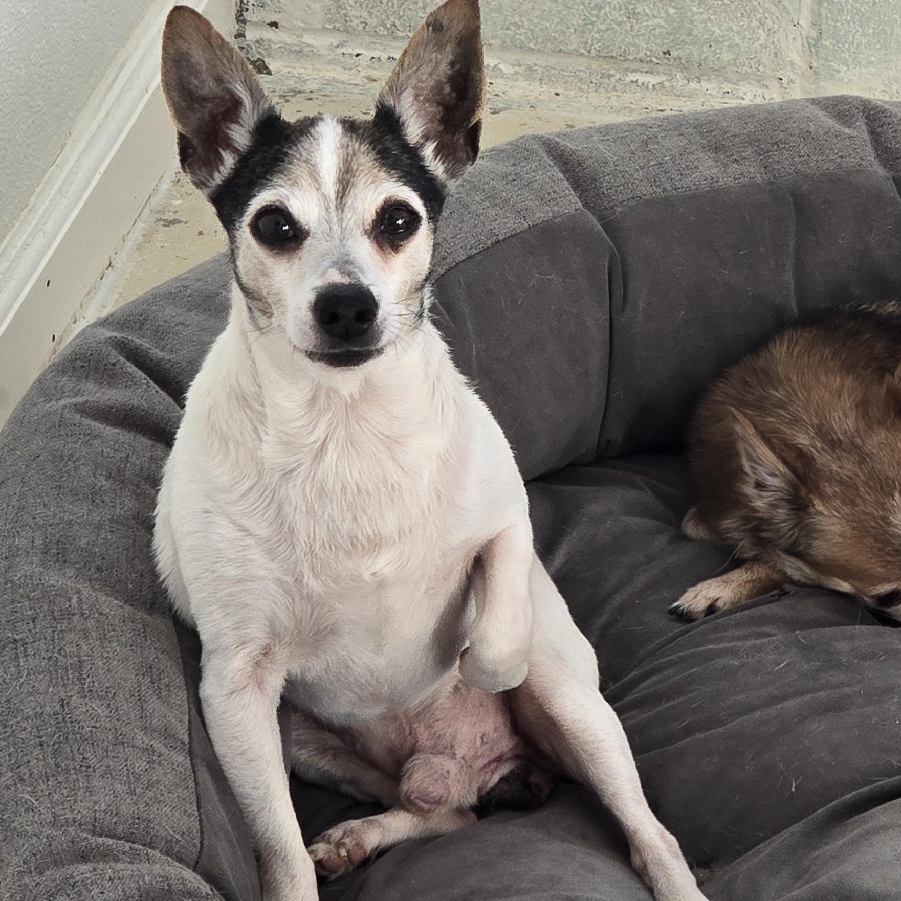 Chico, ADOPTABLE, Adult Male Rat Terrier.