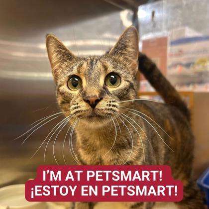 Pita — thumbnail 2