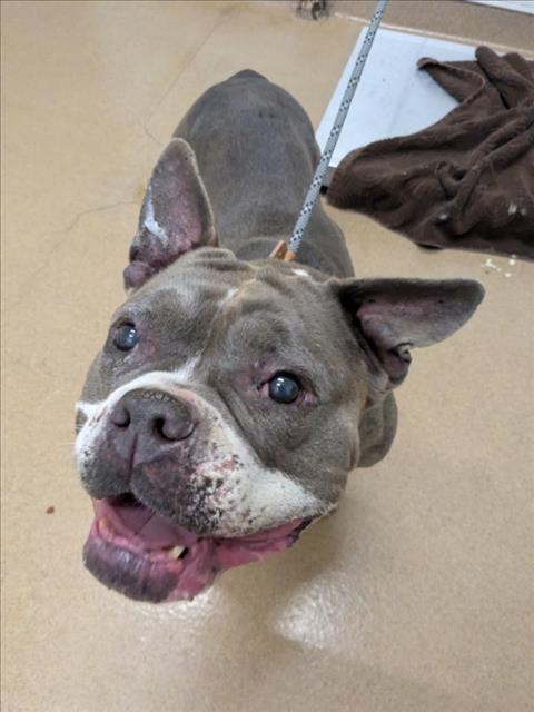 Enlarge PHOEBE, a Adoptable Pit Bull Terrier in Hayward, CA image 1/1