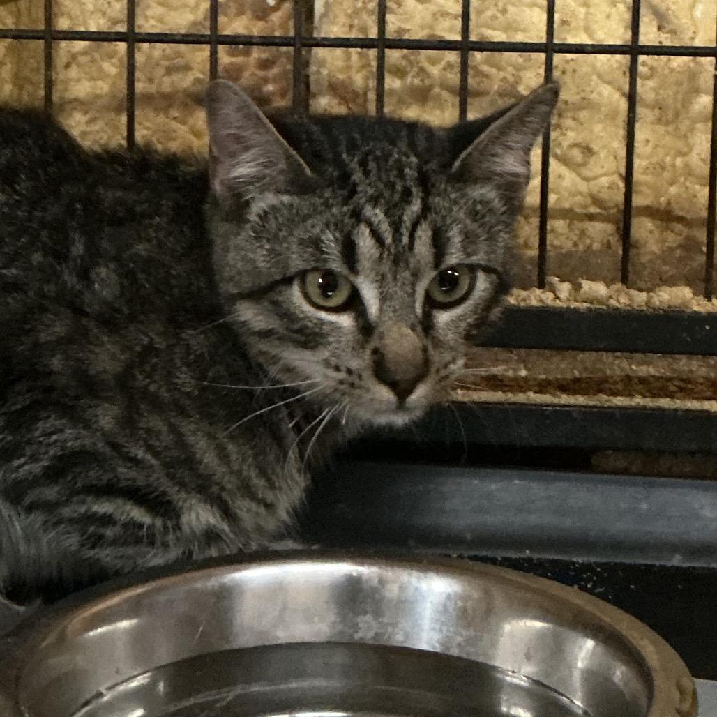 Ernie, Adoptable, Kitten Male Domestic Short Hair.