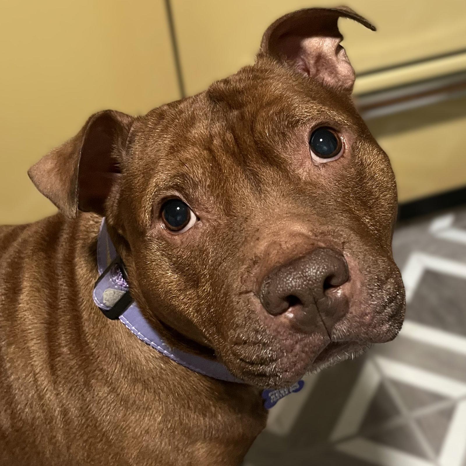 Velma, Adoptable, Young Female Pit Bull Terrier.