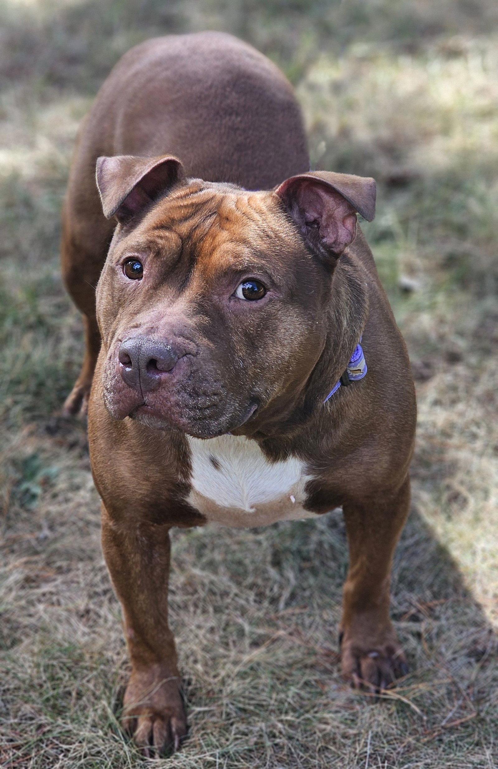 Enlarge Velma, a Adoptable Pit Bull Terrier in Framingham, MA image 2/3