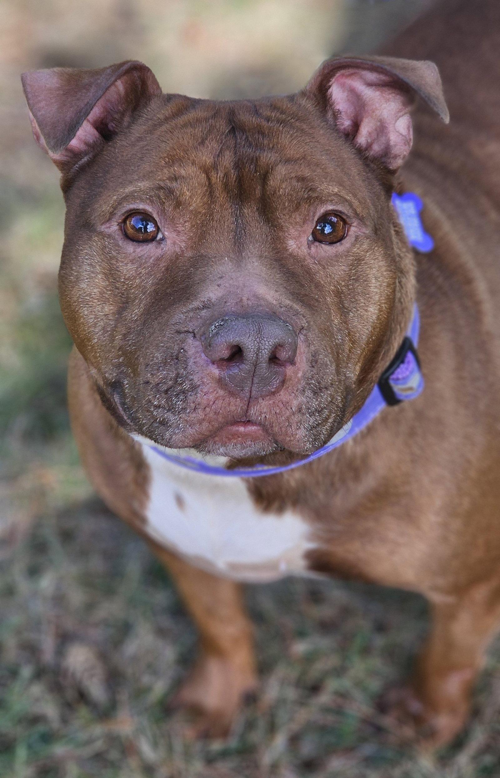 Enlarge Velma, a Adoptable Pit Bull Terrier in Framingham, MA image 3/3