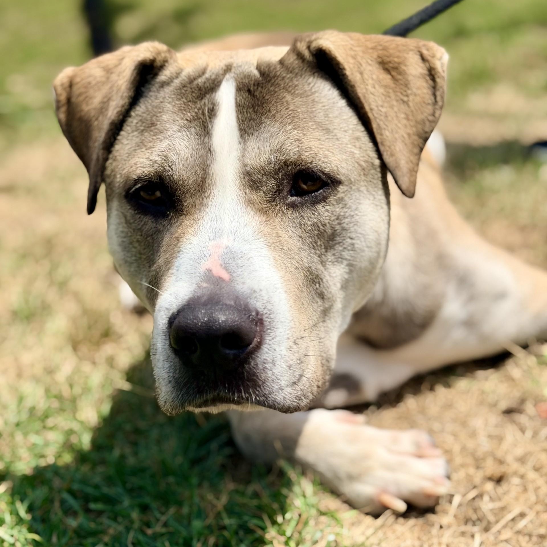 Parker, ADOPTABLE, Adult Male Terrier.