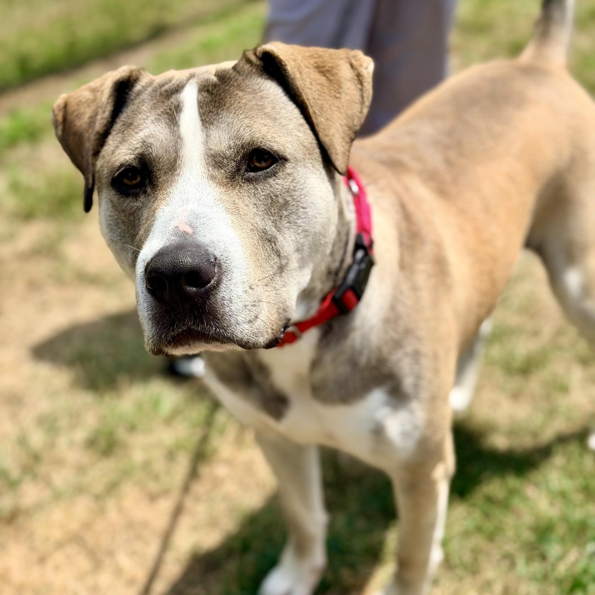 Enlarge Parker, a ADOPTABLE mixed breed in Manahawkin, NJ image 2/4