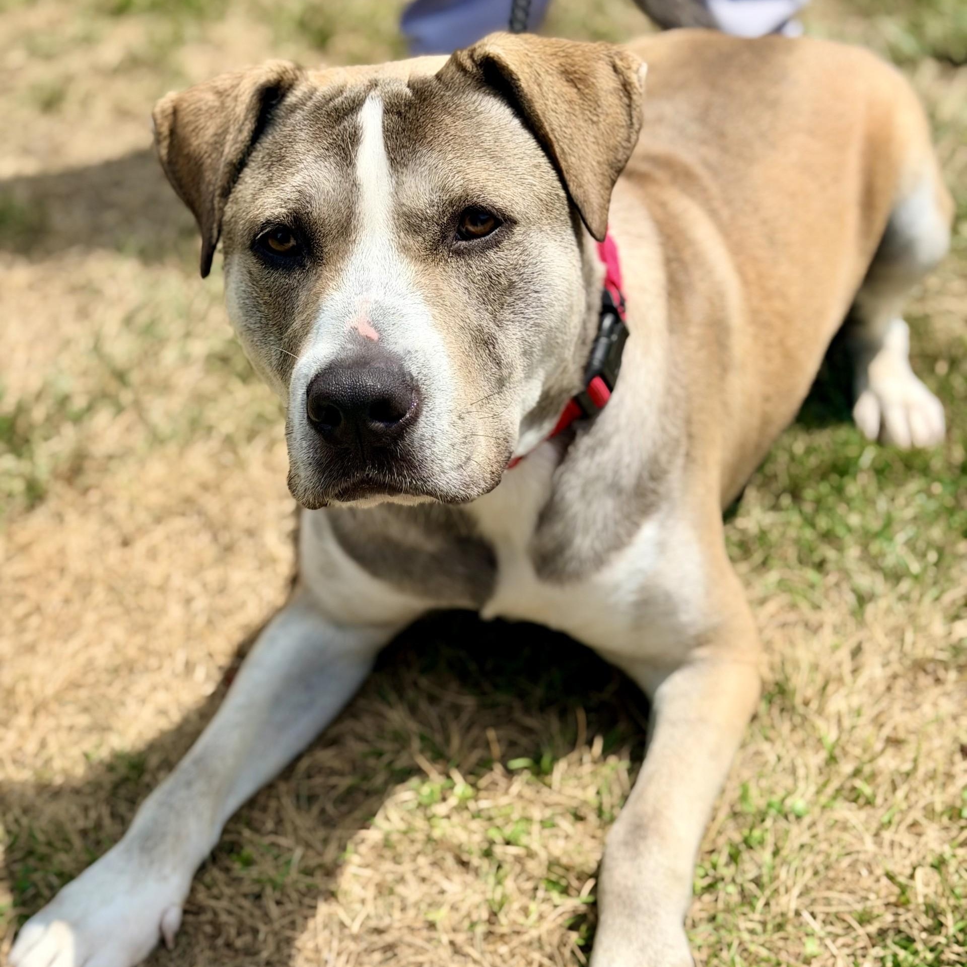 Enlarge Parker, a ADOPTABLE mixed breed in Manahawkin, NJ image 3/4