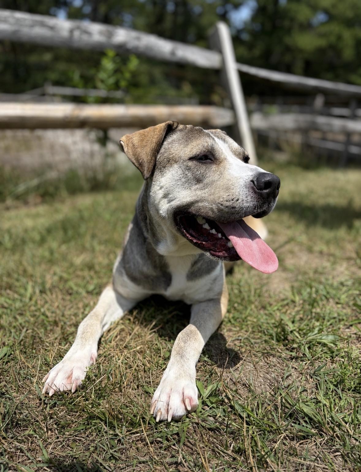 Enlarge Parker, a ADOPTABLE mixed breed in Manahawkin, NJ image 4/4