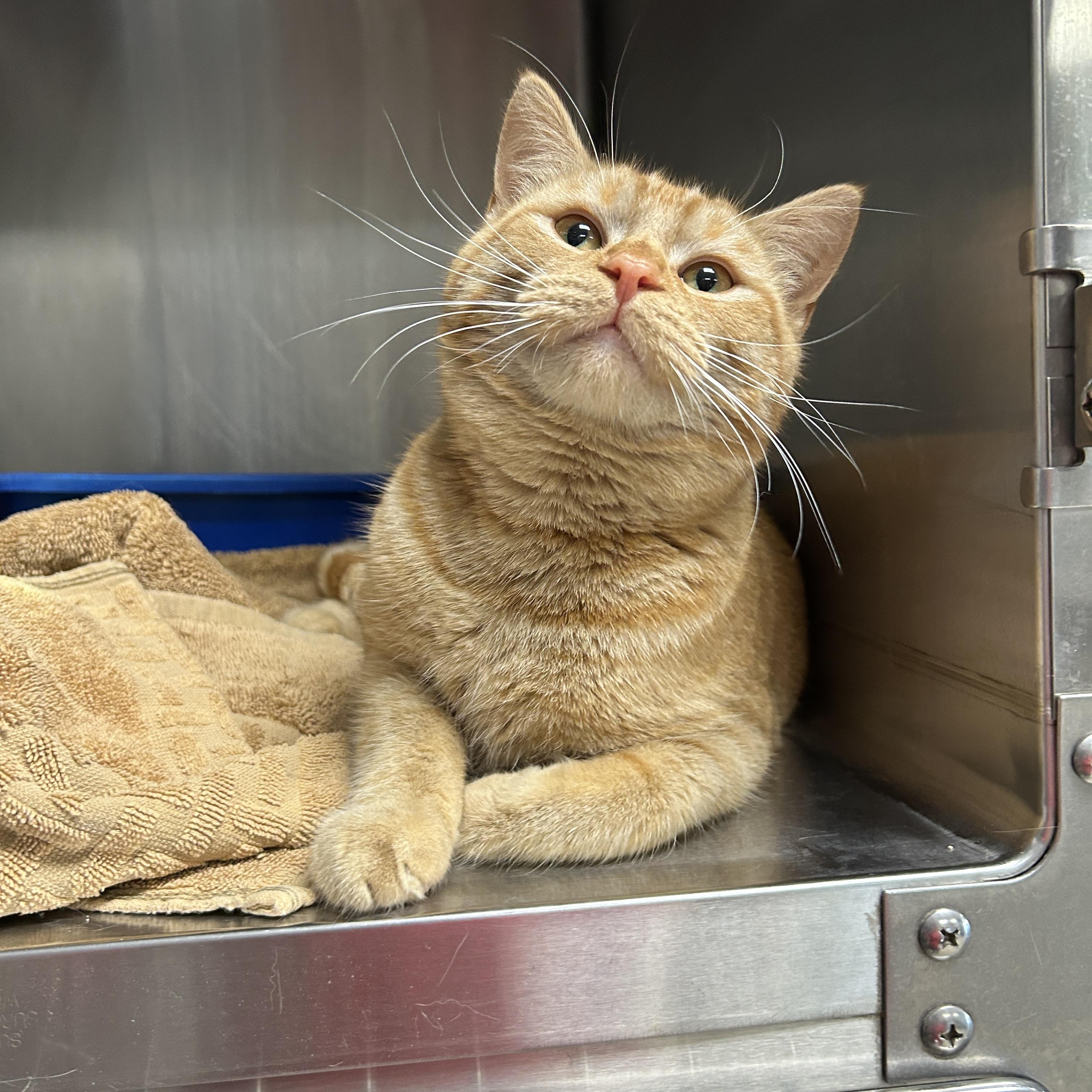 Enlarge Topaz, an adopted Domestic Short Hair in La Grange Park, IL image 2/6