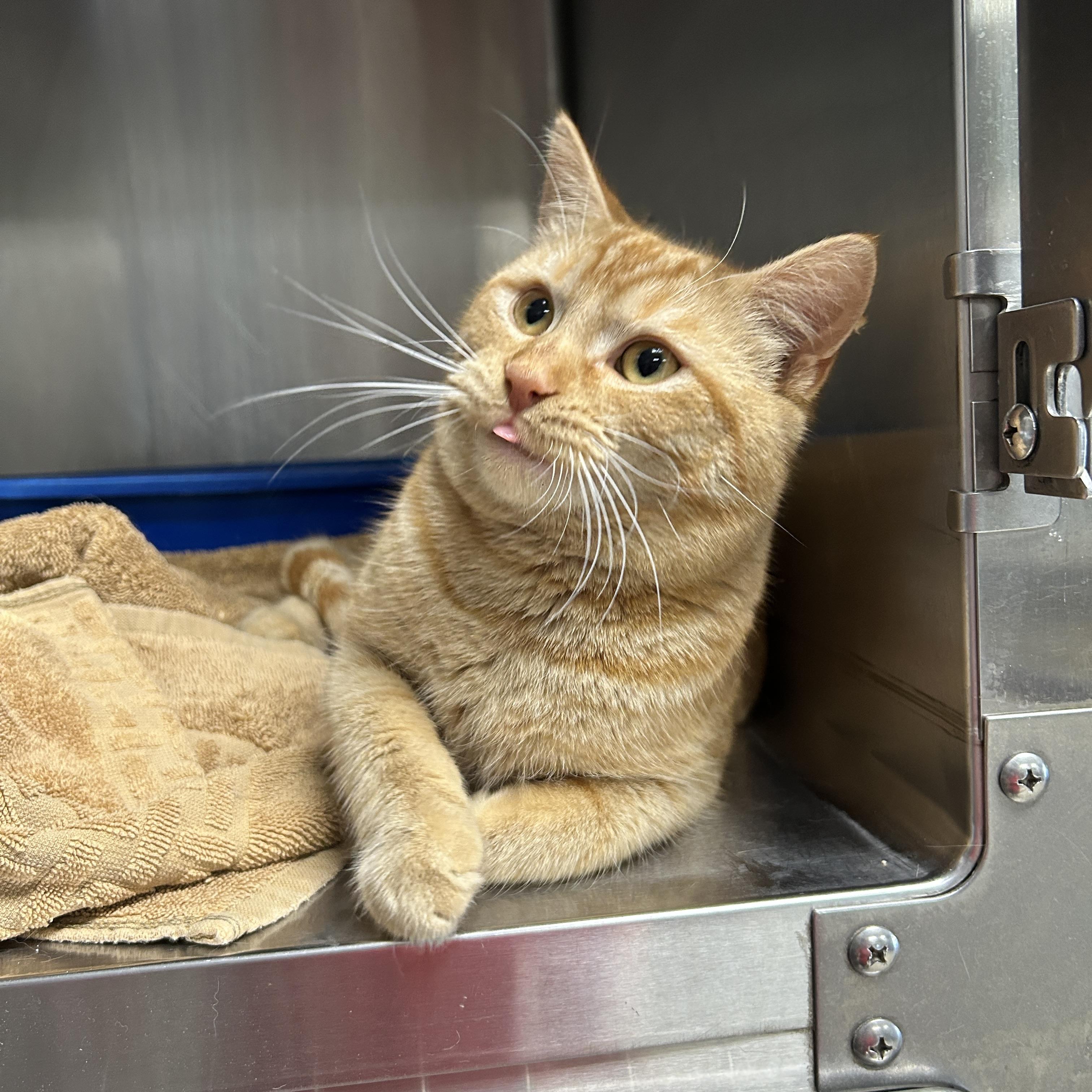 Enlarge Topaz, an adopted Domestic Short Hair in La Grange Park, IL image 4/6