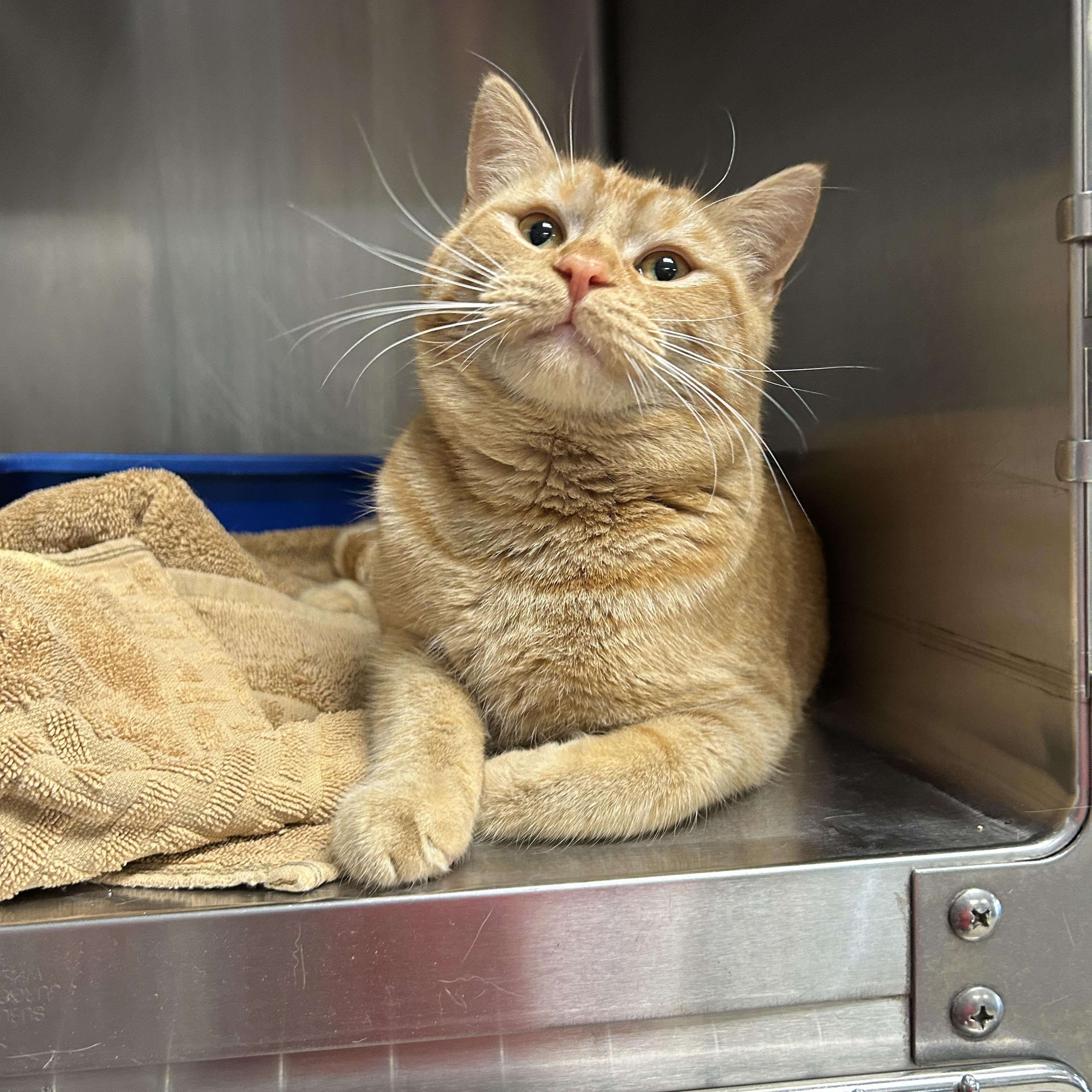 Enlarge Topaz, an adopted Domestic Short Hair in La Grange Park, IL image 5/6