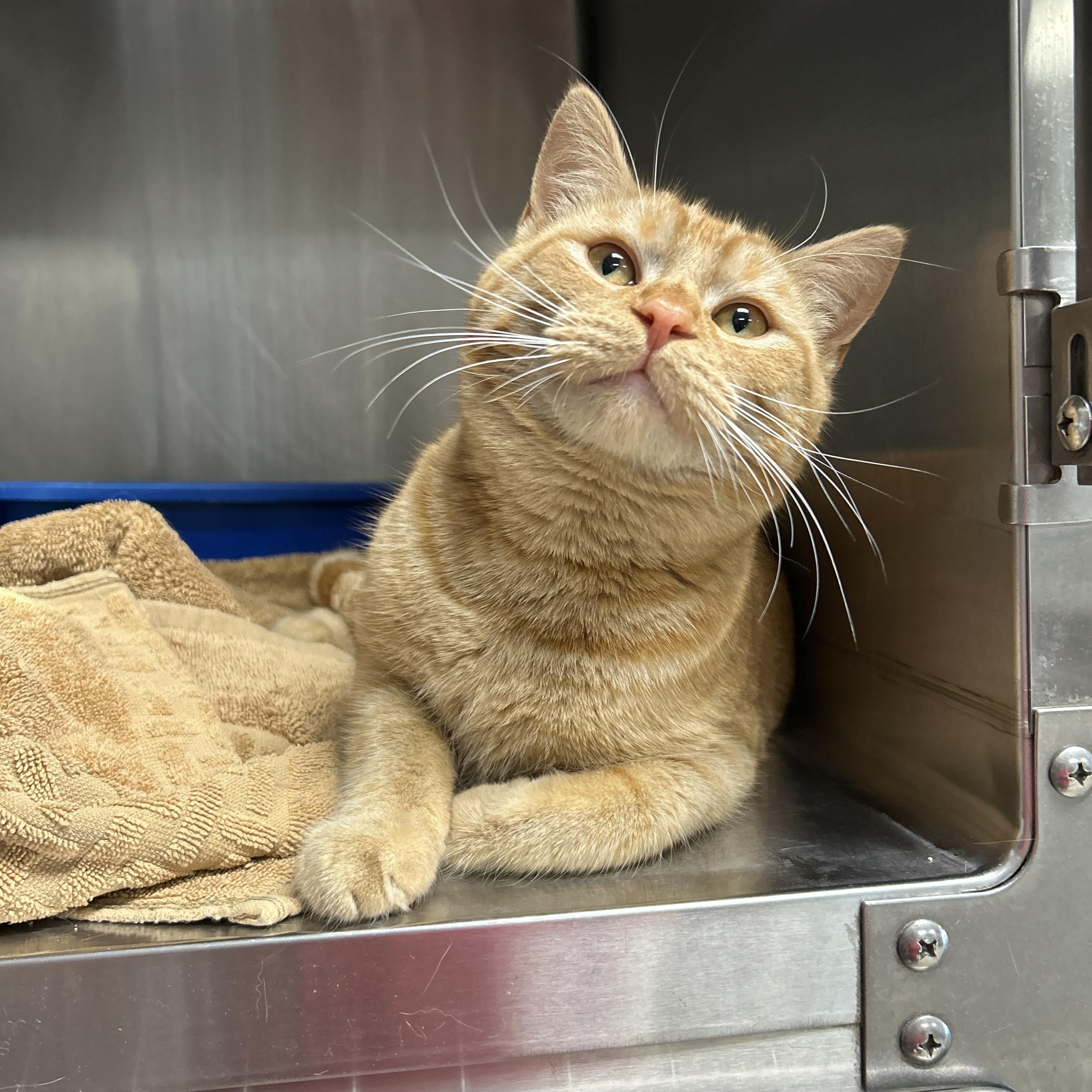 Topaz, adopted, Adult Male Domestic Short Hair.