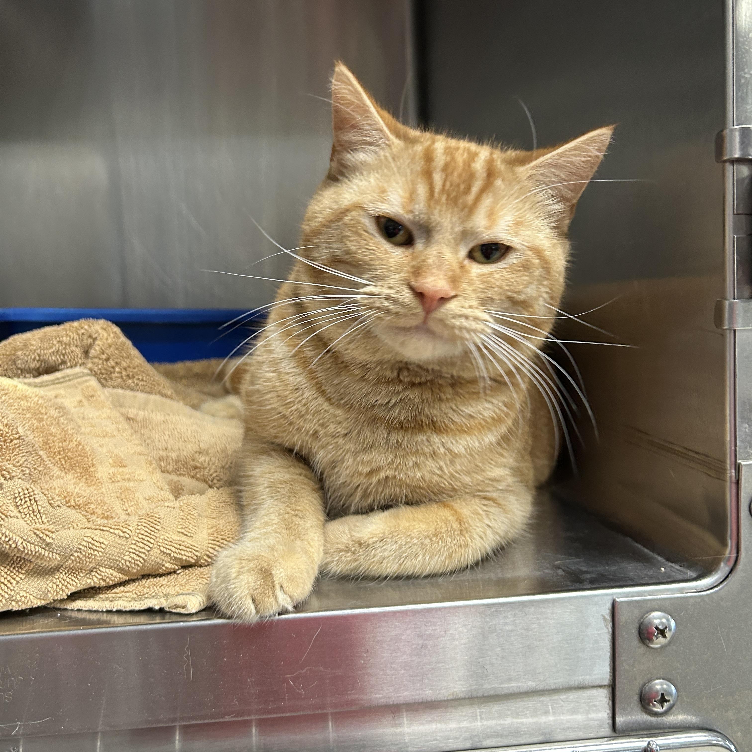 Enlarge Topaz, an adopted Domestic Short Hair in La Grange Park, IL image 3/6