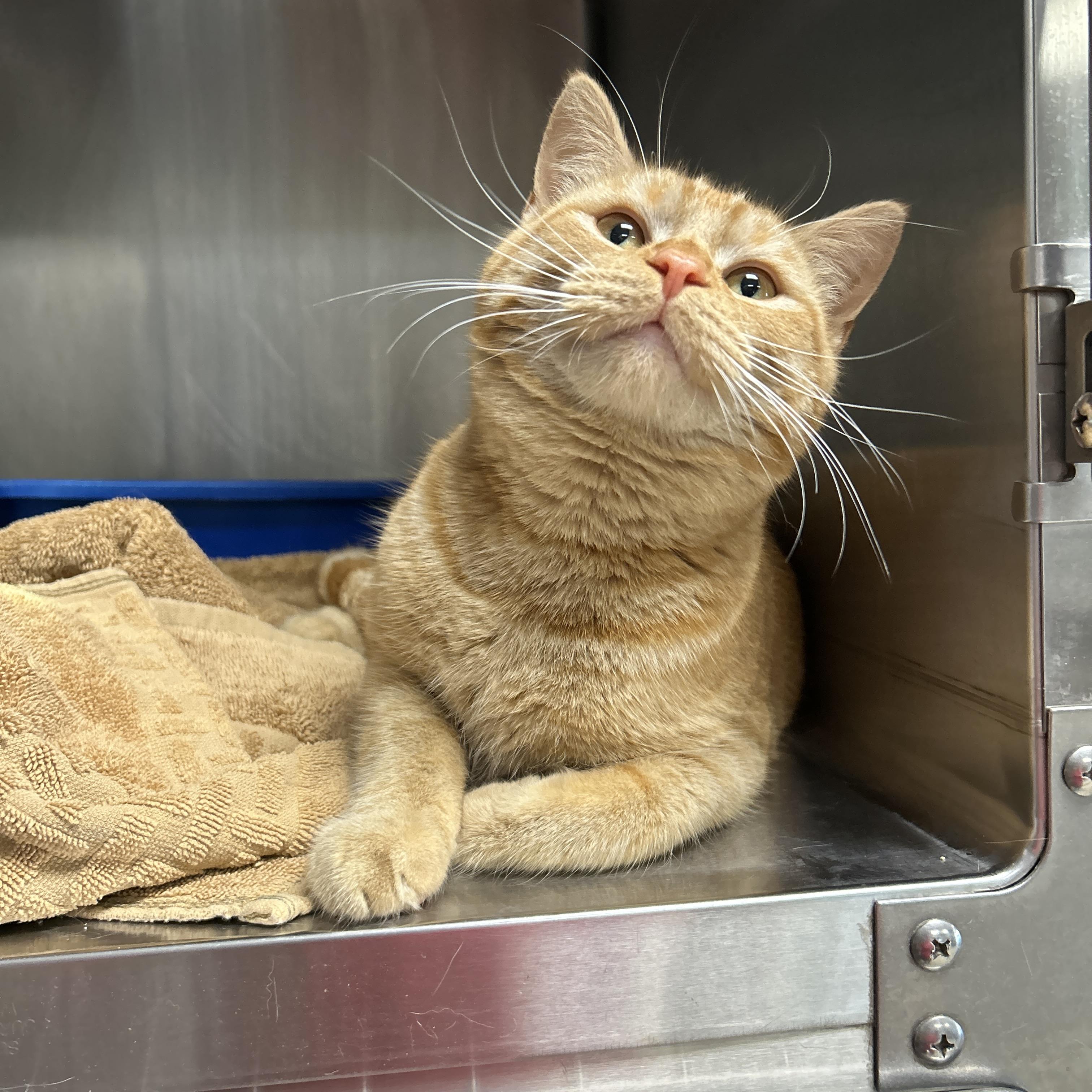 Enlarge Topaz, an adopted Domestic Short Hair in La Grange Park, IL image 6/6