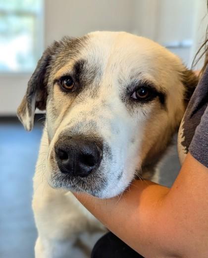 Roman, Adoptable, Young Male Great Pyrenees & Mixed Breed.