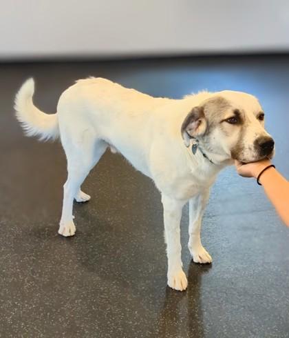 Enlarge Roman, a Adoptable mixed breed in Portola, CA image 2/3