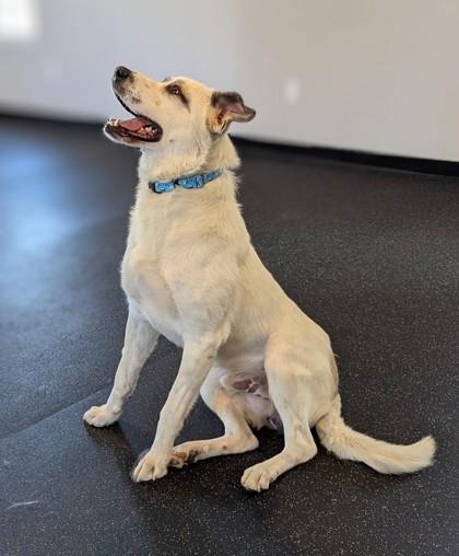 Enlarge Roman, a Adoptable mixed breed in Portola, CA image 3/3