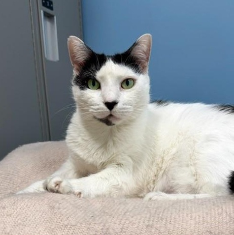 Enlarge Patches, a Adoptable Domestic Short Hair in New Westminster, BC image 2/2