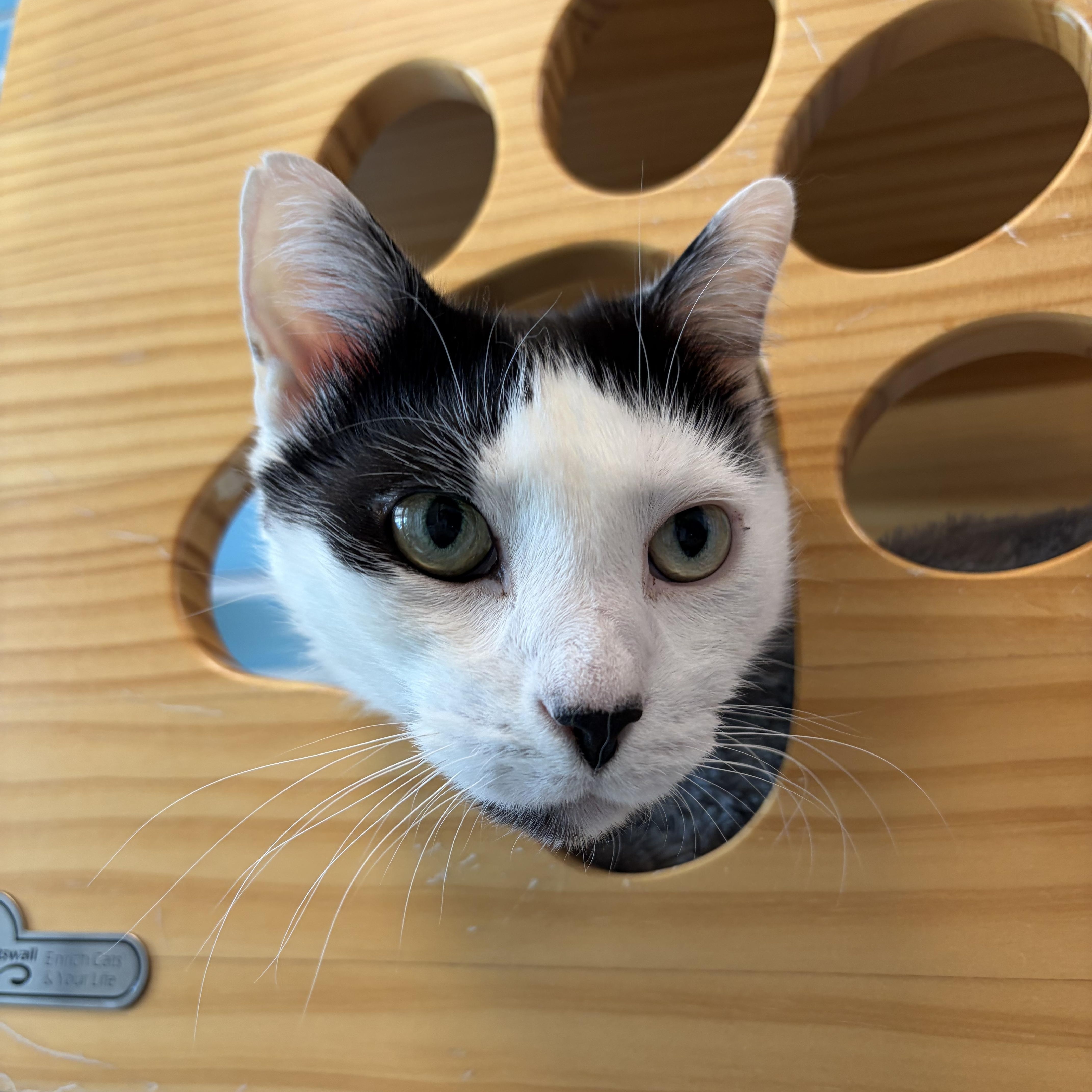 Patches, ADOPTABLE, Senior Female Domestic Short Hair.
