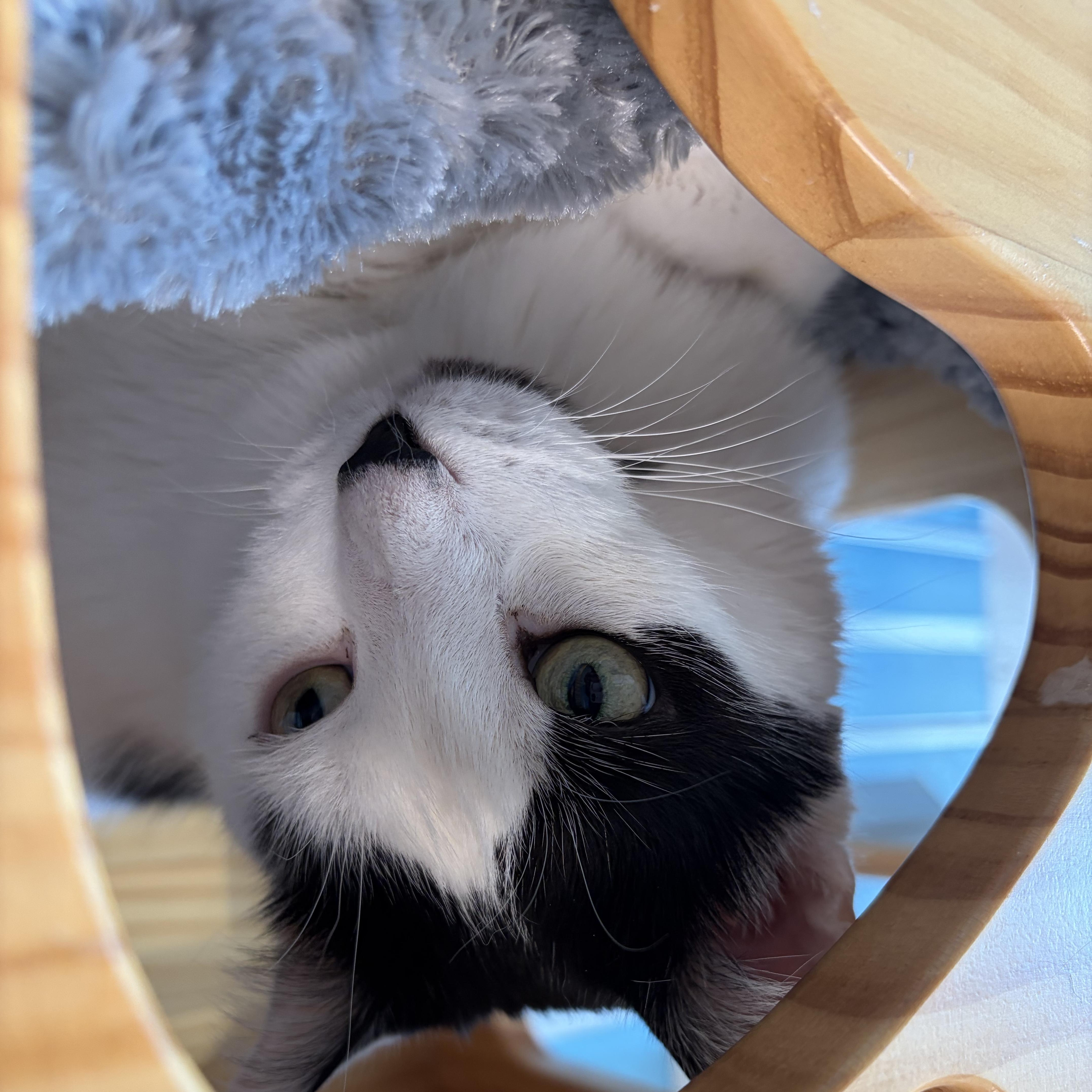 Patches, a ADOPTABLE Domestic Short Hair in New Westminster, BC image 2/2