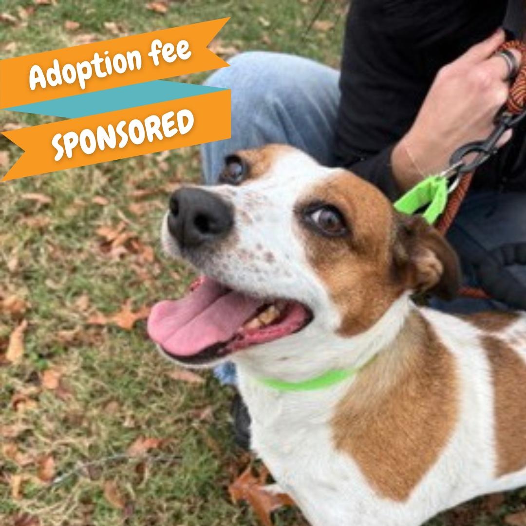 Polly Sue, a Adoptable mixed breed in Springfield, MO image 1/4