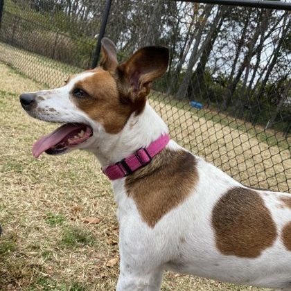 Polly Sue, an adoptable Terrier, Australian Cattle Dog / Blue Heeler in Springfield, MO, 65803 | Photo Image 1