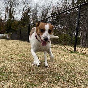 Polly Sue, a Adoptable mixed breed in Springfield, MO image 3/4