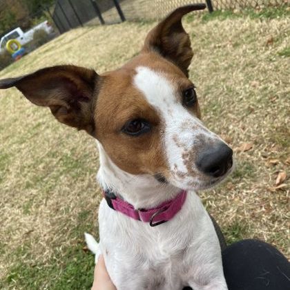 Polly Sue, a Adoptable mixed breed in Springfield, MO image 4/4