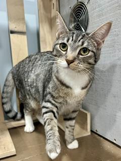 Enlarge Agnatha and Frida, a ADOPTABLE Domestic Short Hair in Fairfax, VA image 4/4