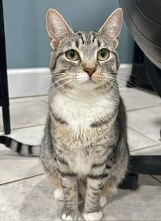 Enlarge Agnatha and Frida, a ADOPTABLE Domestic Short Hair in Fairfax, VA image 3/4