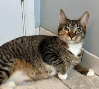 Enlarge Agnatha and Frida, a ADOPTABLE Domestic Short Hair in Fairfax, VA image 2/4