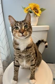 Agnatha and Frida, ADOPTABLE, Young Female Domestic Short Hair.
