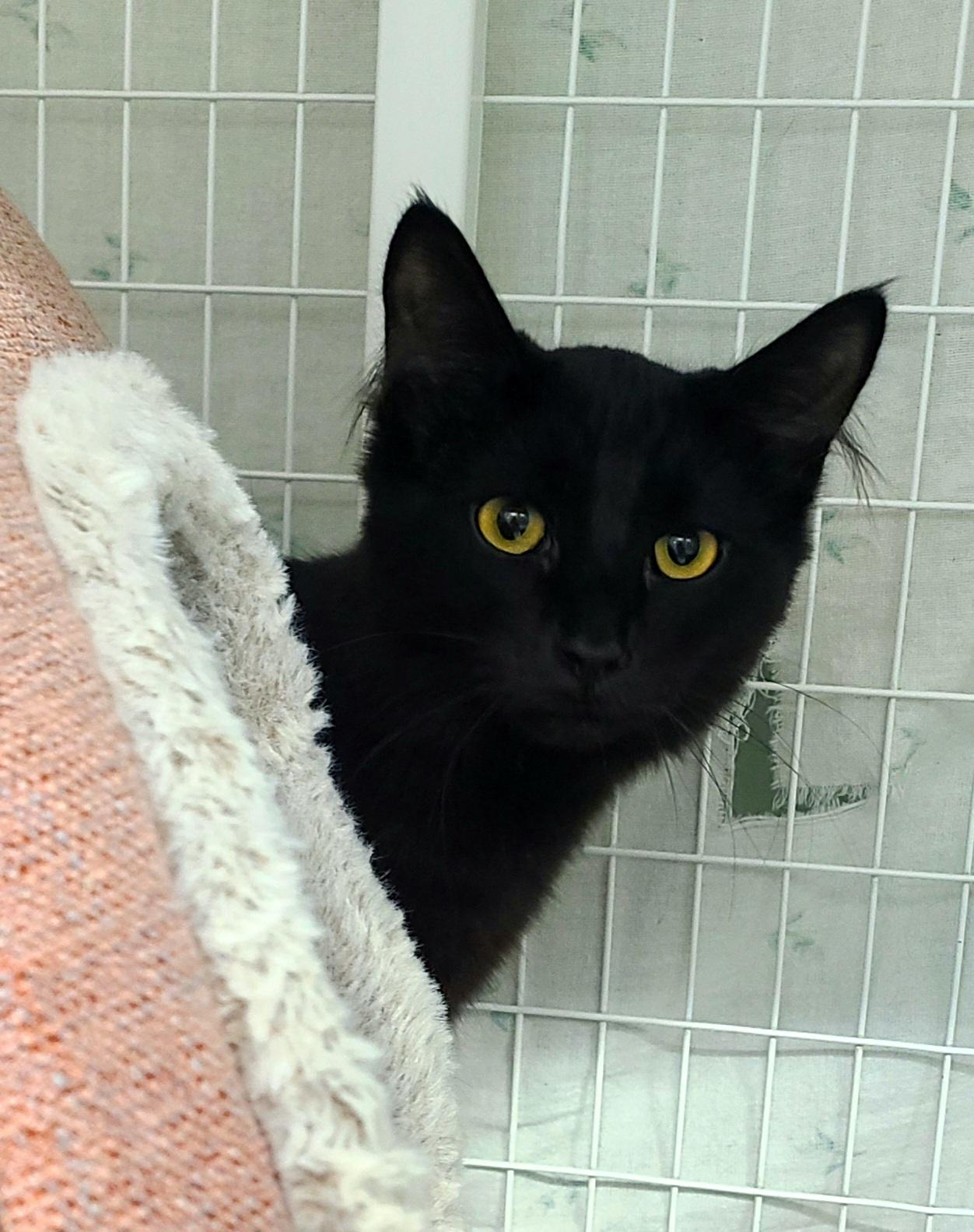 Enlarge Dawson, a ADOPTABLE Domestic Short Hair in Kirkland, WA image 1/1