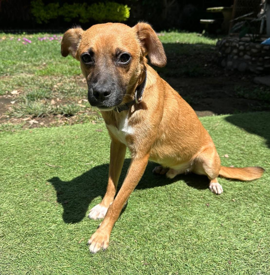 Enlarge Toto, a Adoptable mixed breed in San Francisco, CA image 1/4