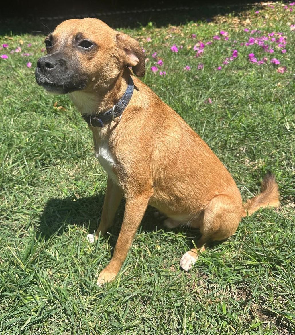 Enlarge Toto, a Adoptable mixed breed in San Francisco, CA image 3/4
