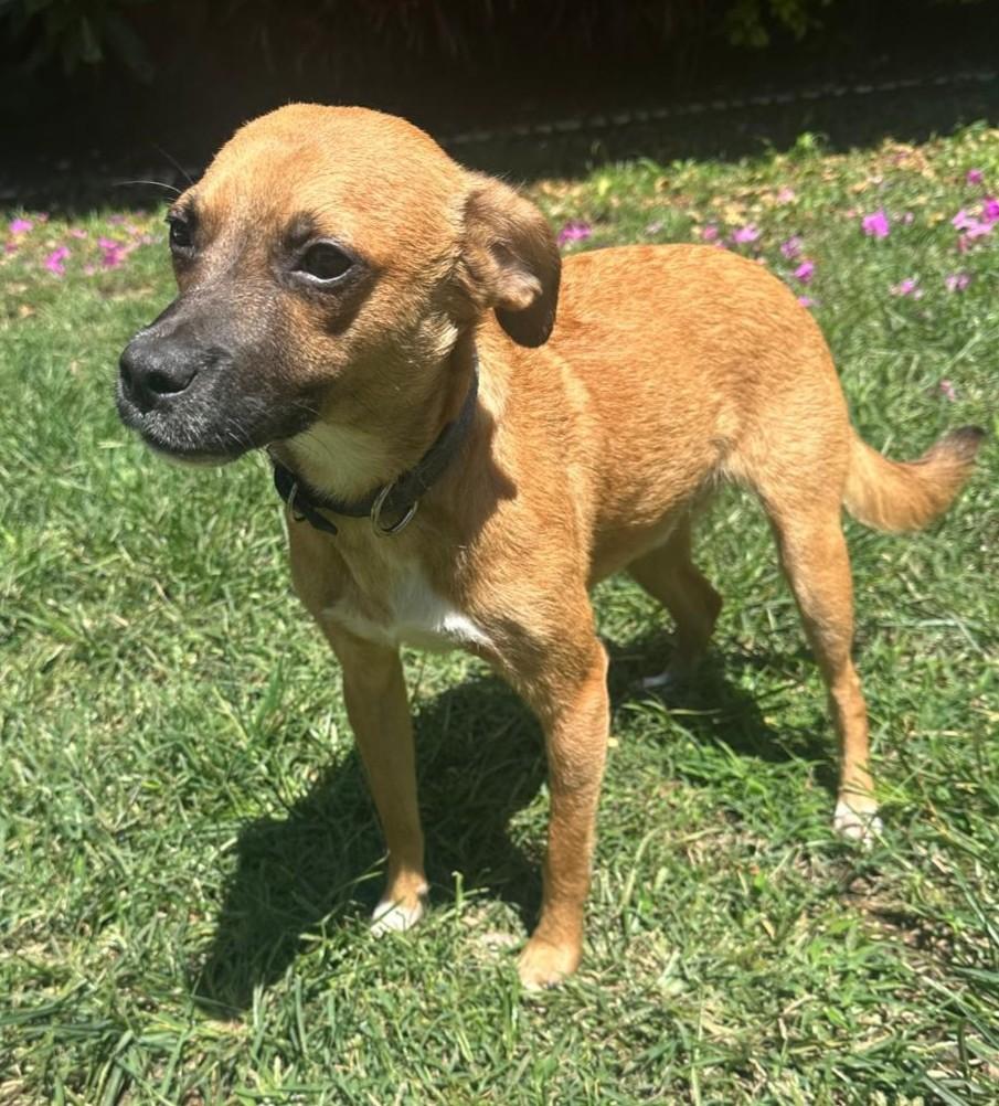 Enlarge Toto, a Adoptable mixed breed in San Francisco, CA image 2/4