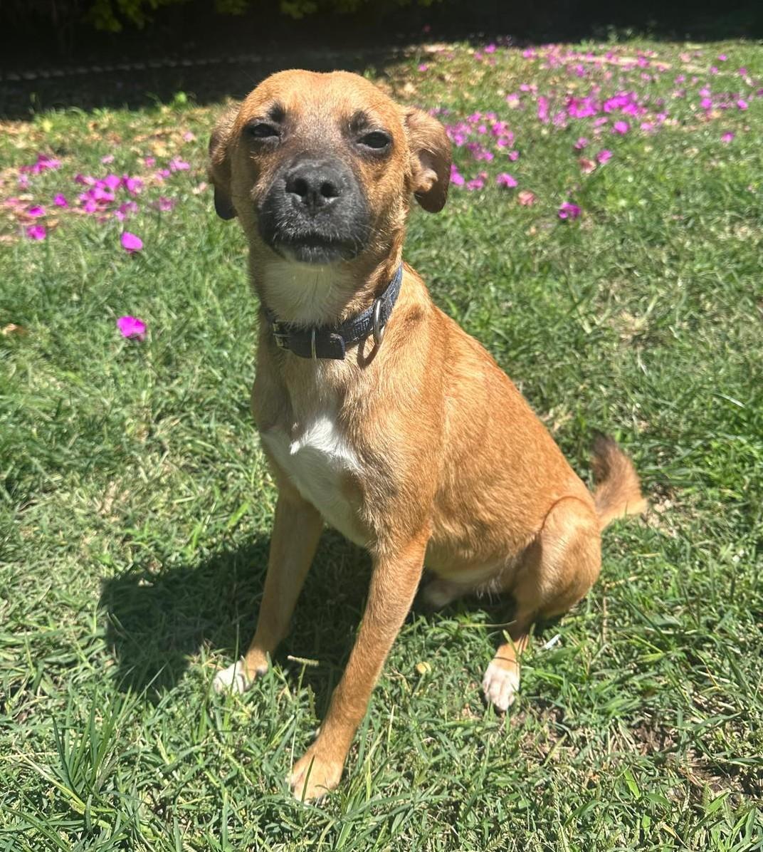 Enlarge Toto, a Adoptable mixed breed in San Francisco, CA image 4/4