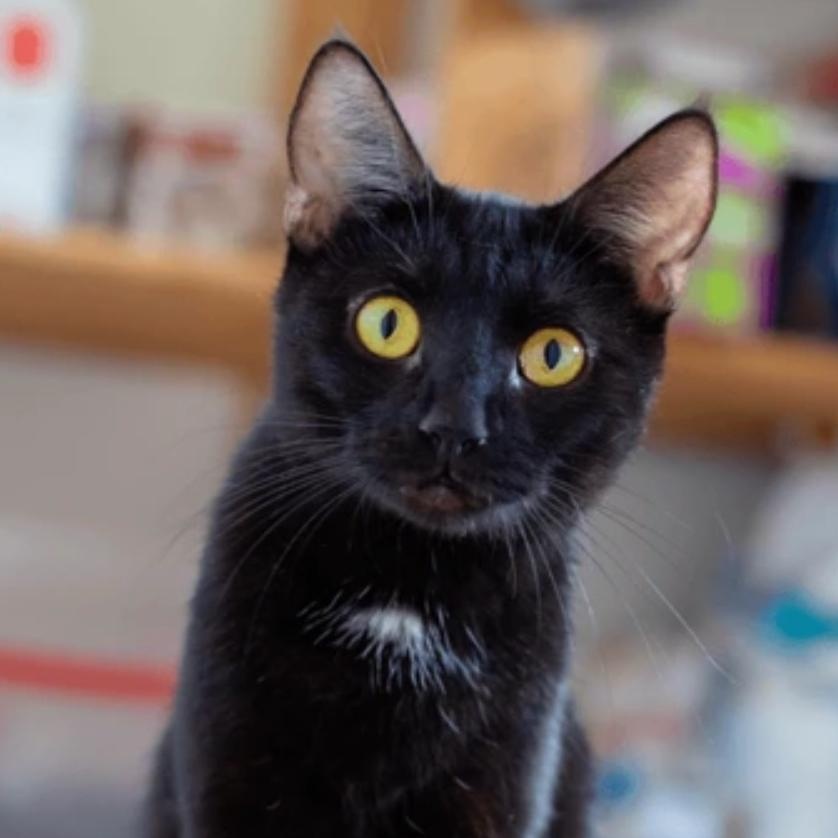 Stormy, adoptable, Adult Male Domestic Short Hair.