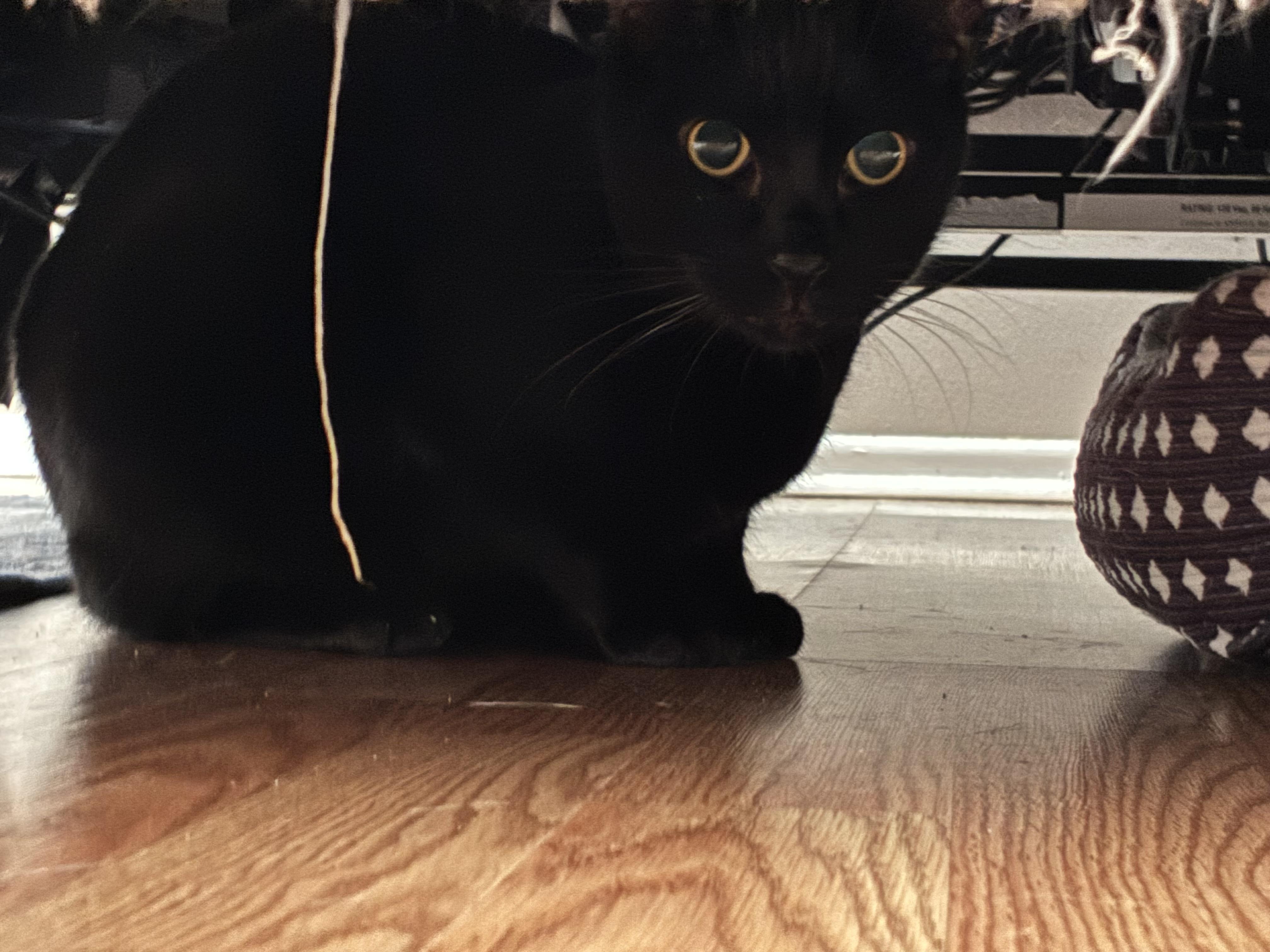 Stormy, adoptable, Adult Male Domestic Short Hair.