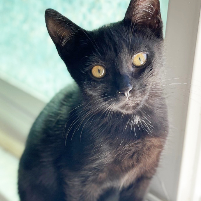 Enlarge Stormy, an adoptable Domestic Short Hair in Huntington Beach, CA image 3/3
