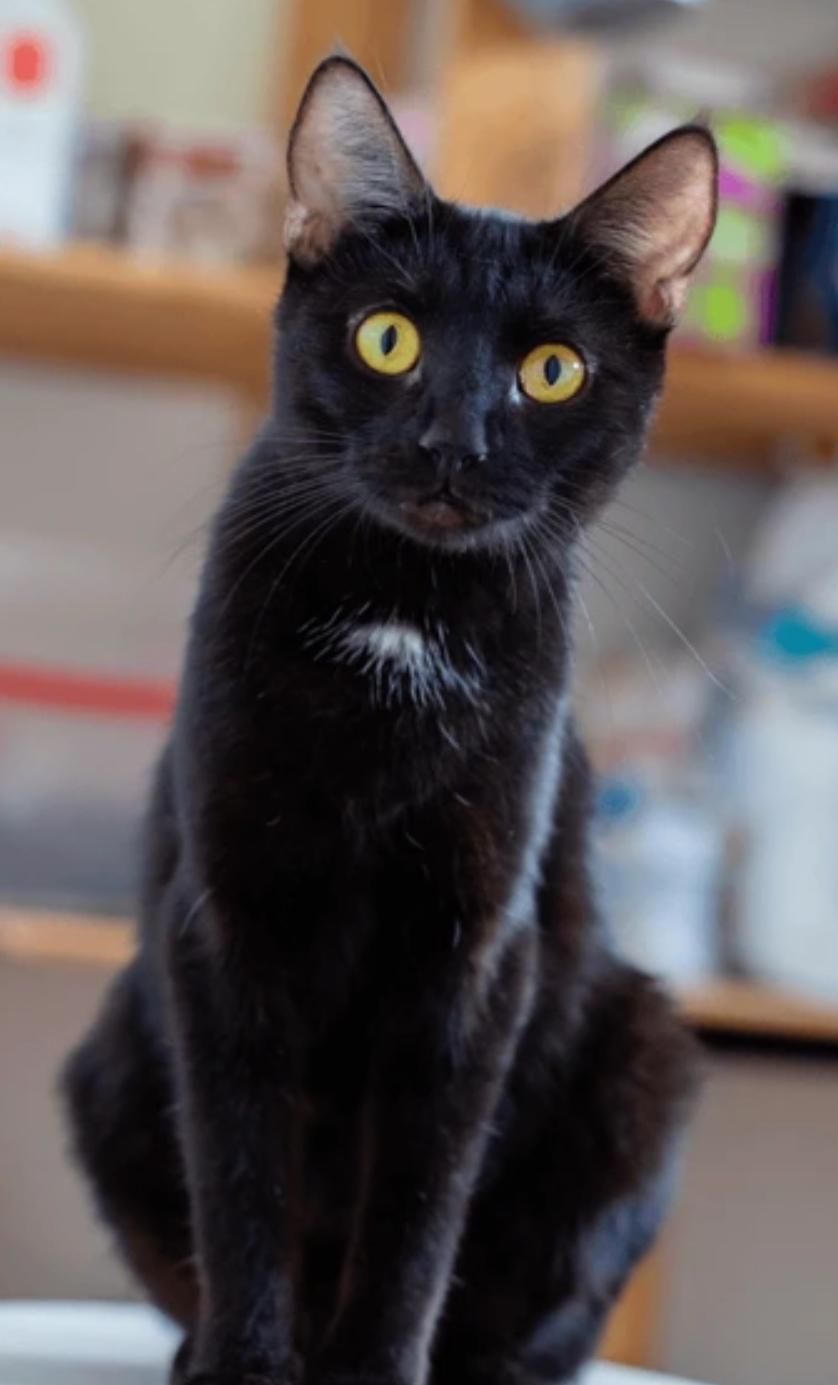 Enlarge Stormy, an adoptable Domestic Short Hair in Huntington Beach, CA image 2/3