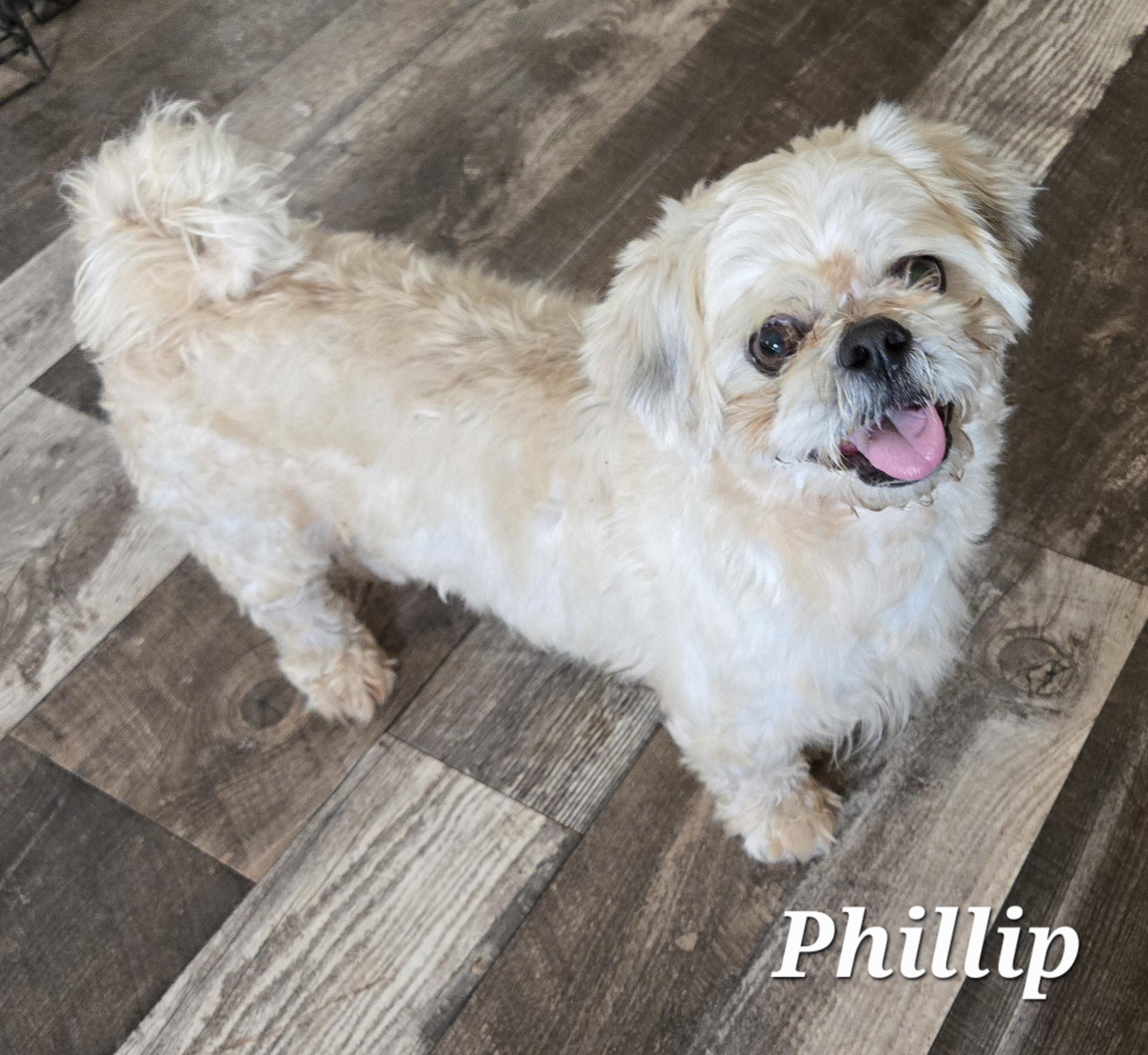 Enlarge Phillip, a ADOPTABLE Shih Tzu in Austin, TX image 1/2