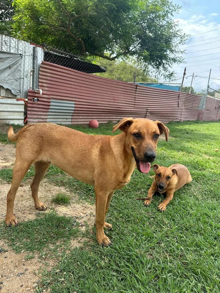 Enlarge Taurus, a Adoptable mixed breed in Portland, OR image 6/6