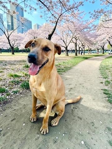 Enlarge Taurus, a Adoptable mixed breed in Portland, OR image 3/6