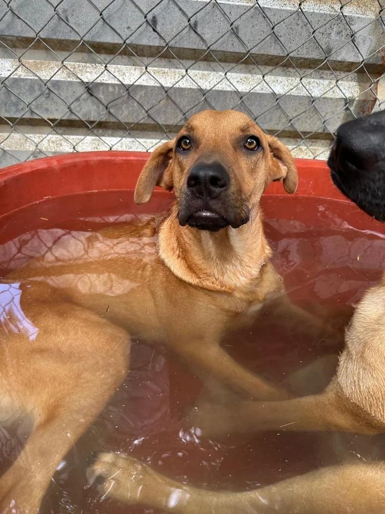 Enlarge Taurus, a Adoptable mixed breed in Portland, OR image 5/6