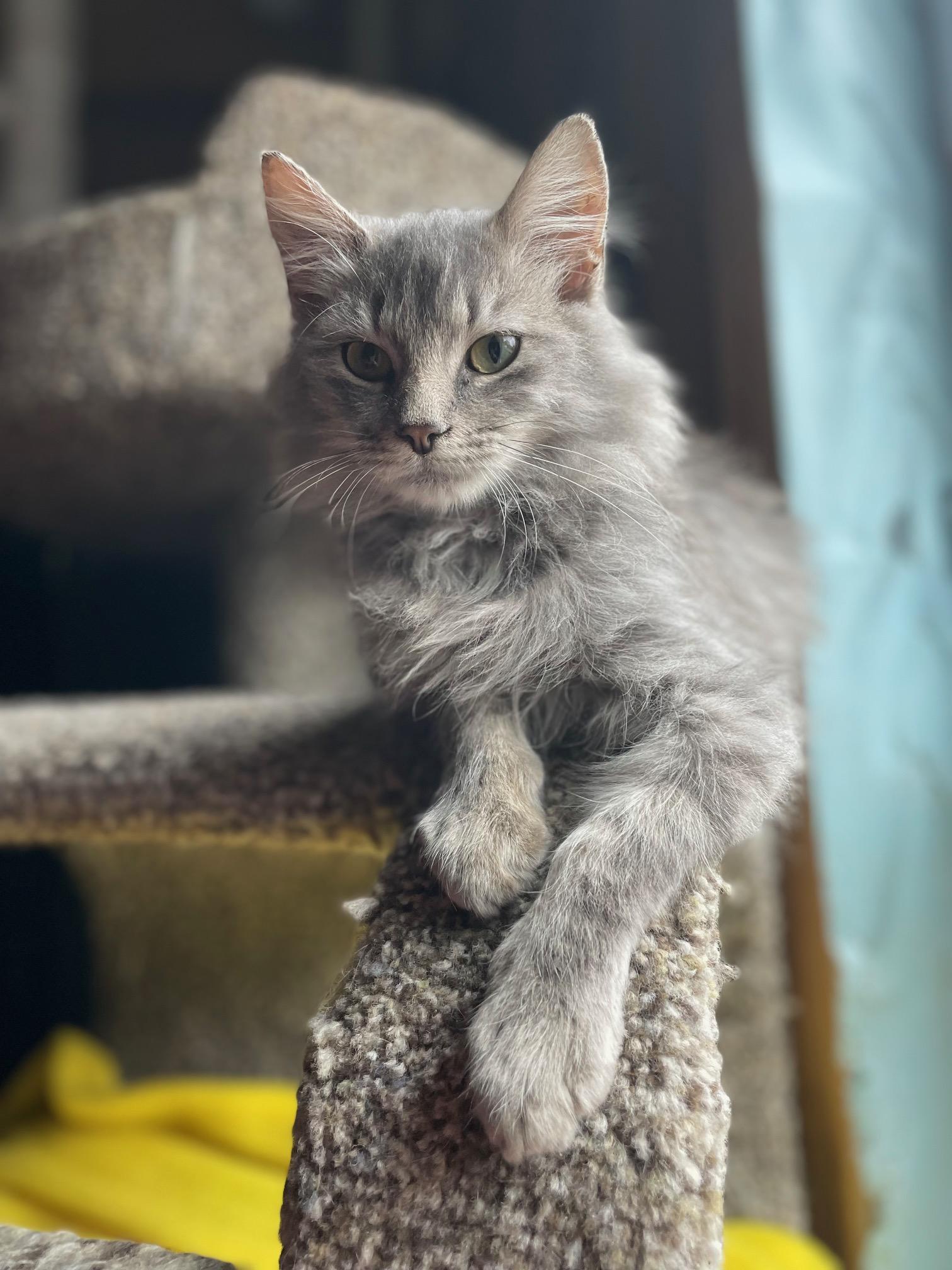 Stormy, Adopted, Young Male Domestic Long Hair.